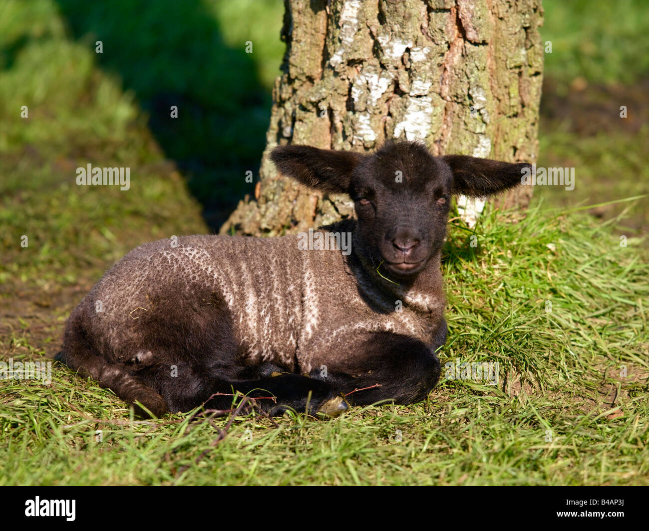 Mammals, Sheep, Lamb Stock Photo