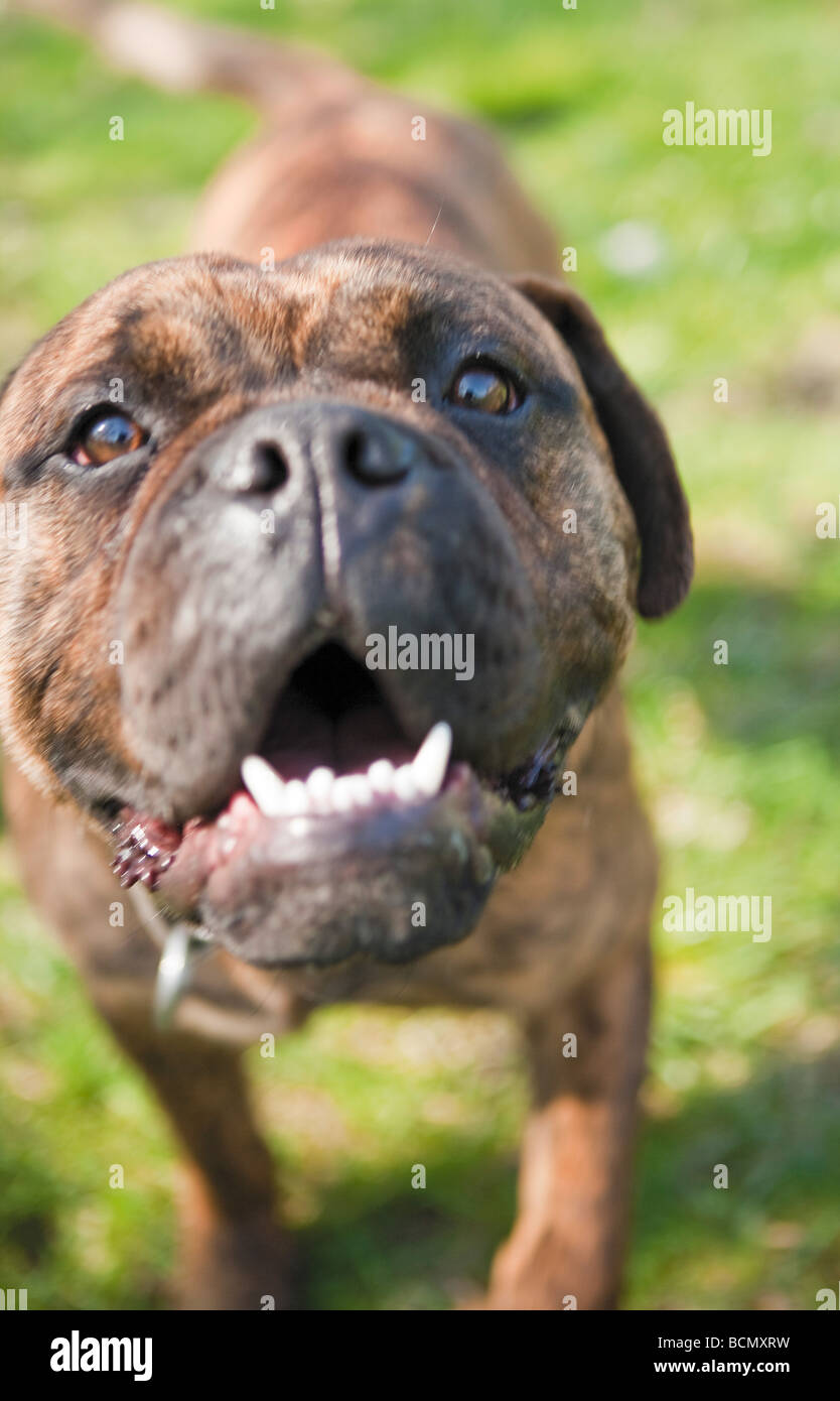 Continental Bulldog - portrait Stock Photo