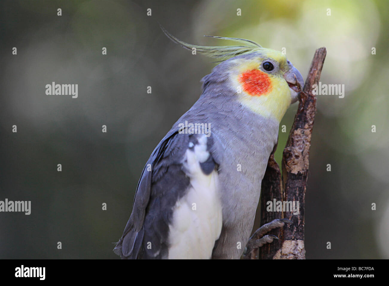 Colorful parrot eating a bug. Stock Photo