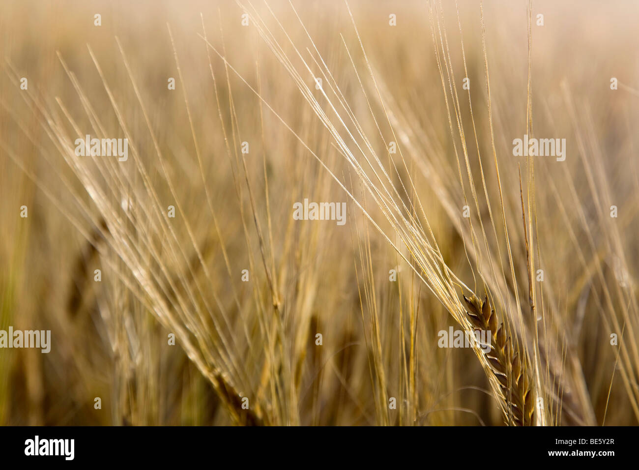 wheat field; summer; cornwall Stock Photo