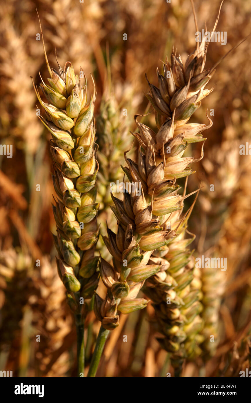 Wheat field ready to harvest Stock Photo