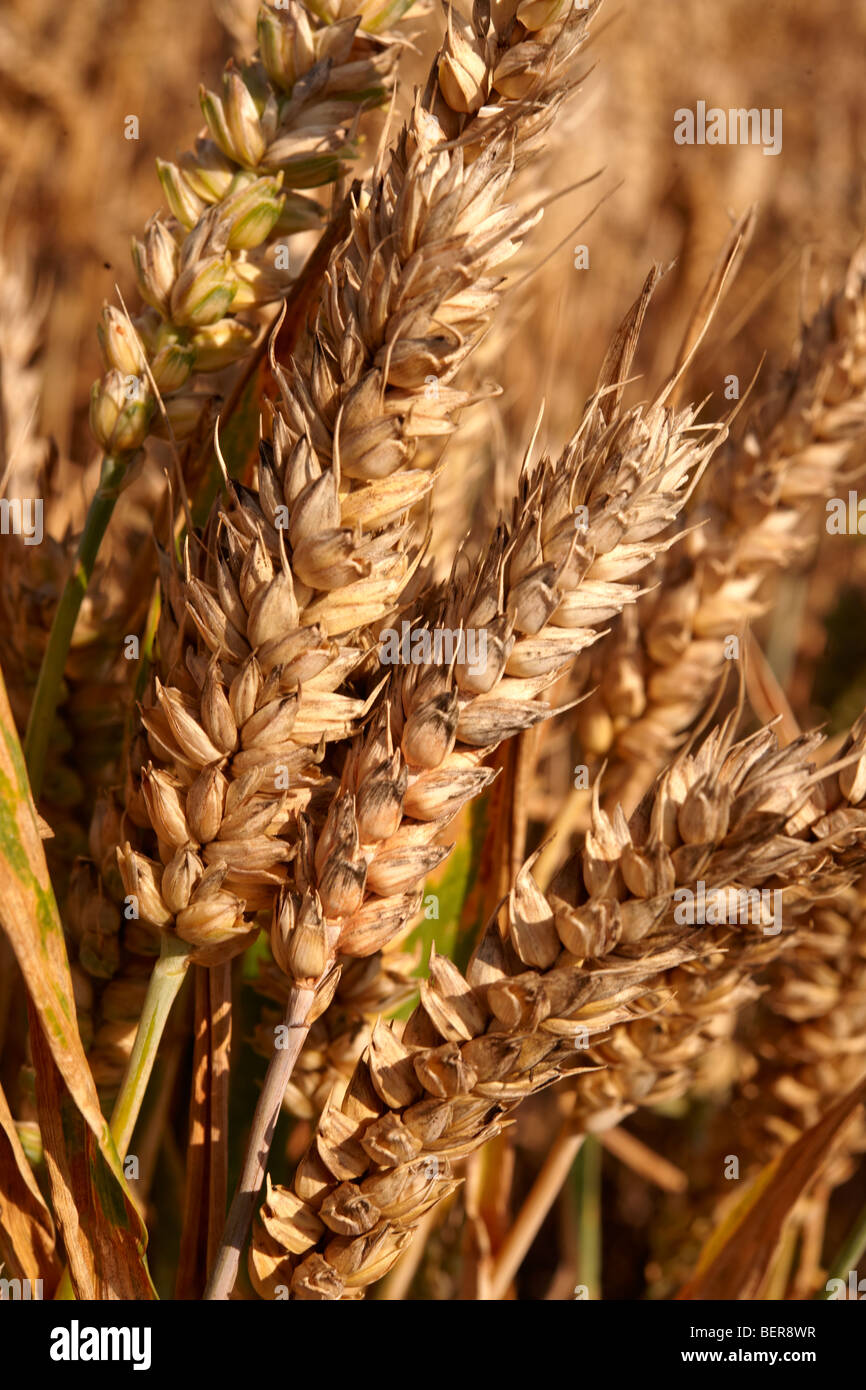 Wheat field ready to harvest Stock Photo