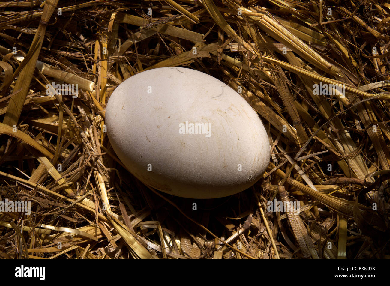 Free Range Goose Eggs Stock Photo