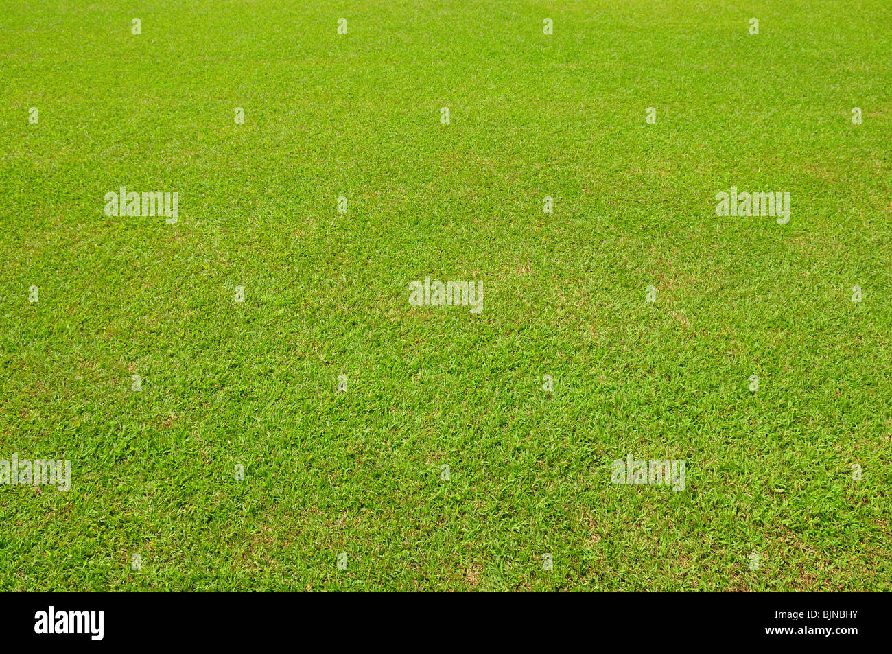 Green grass background Stock Photo