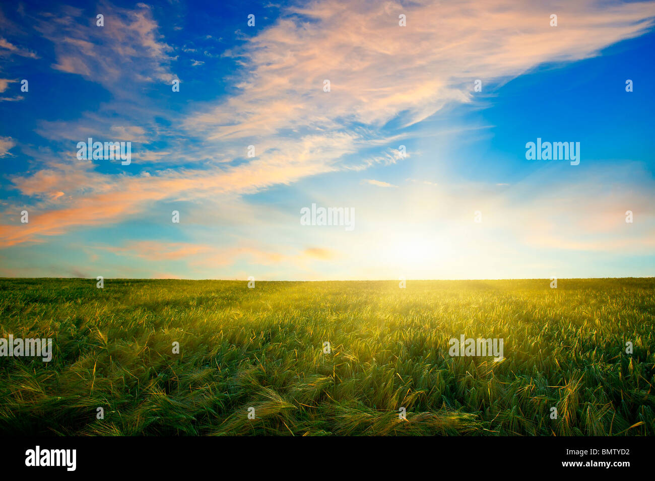 SUNSET OVER WHEAT FIELD Stock Photo