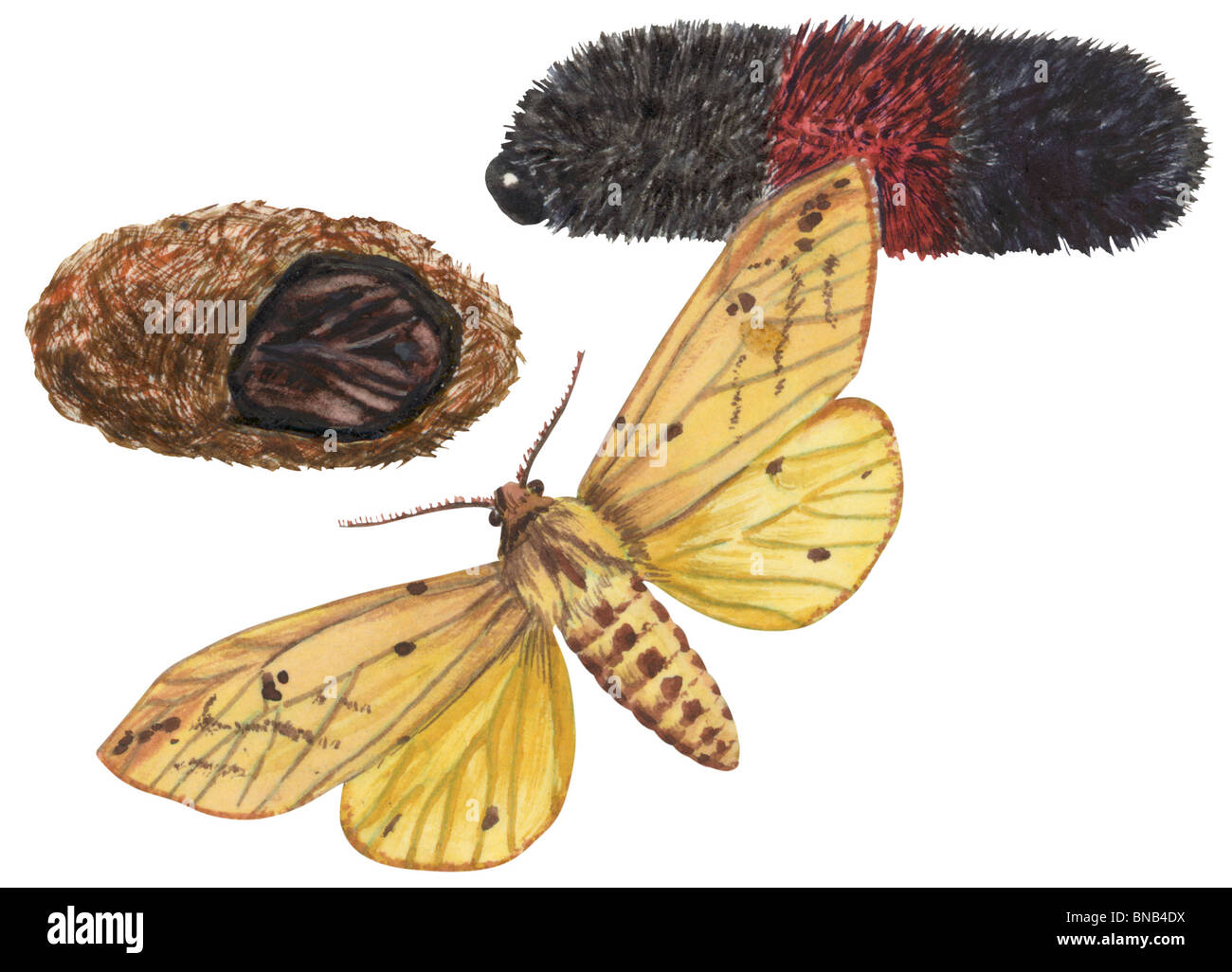 Garden Tiger Moth Life Cycle | Garden