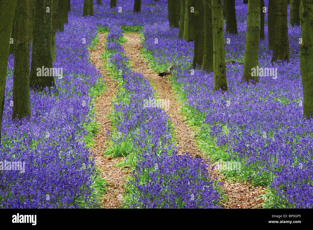 Bluebell wood path tracks Stock Photo