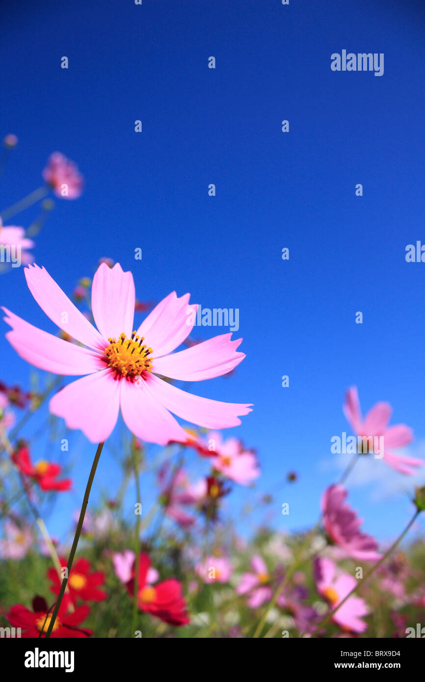 Cosmos Flower Field Stock Photo