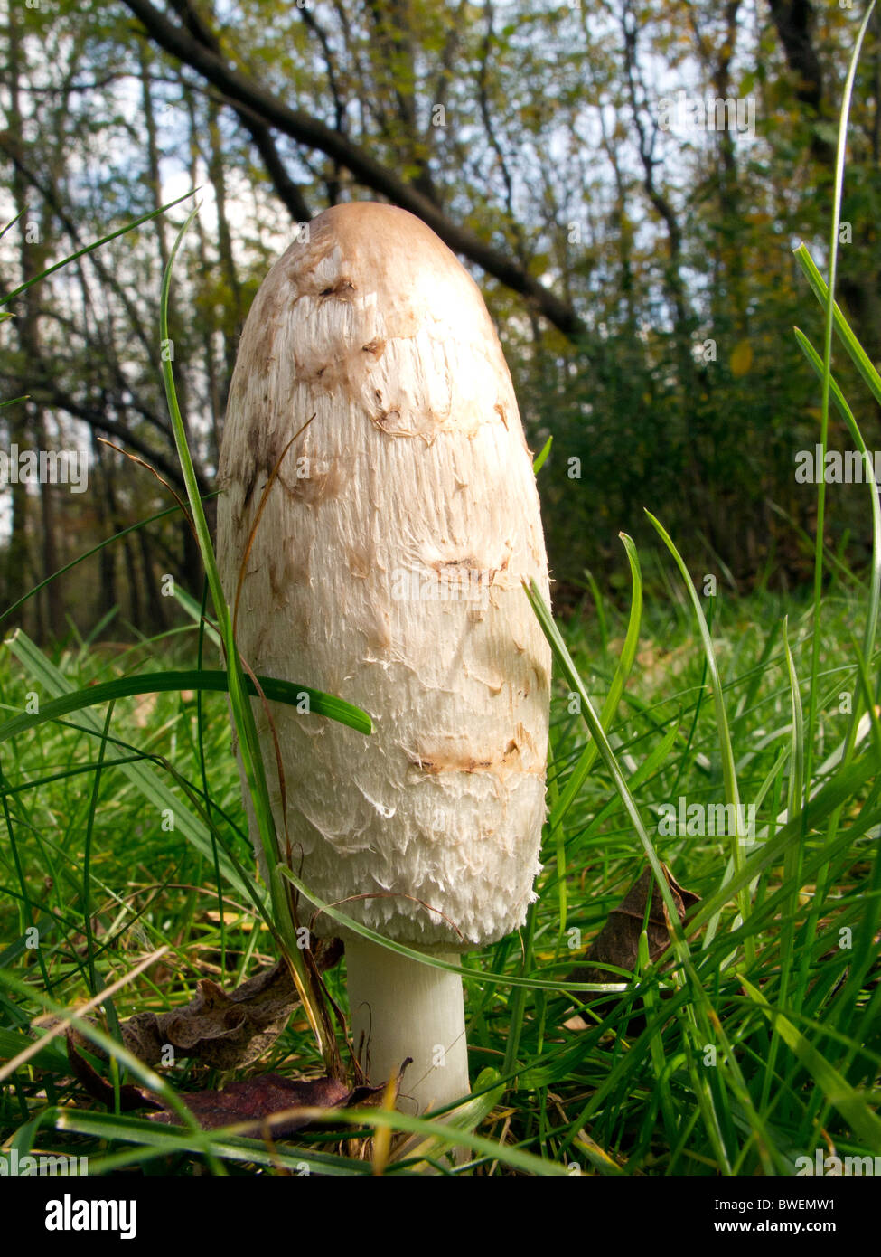 Shaggy mane mushrooms. Stock Photo