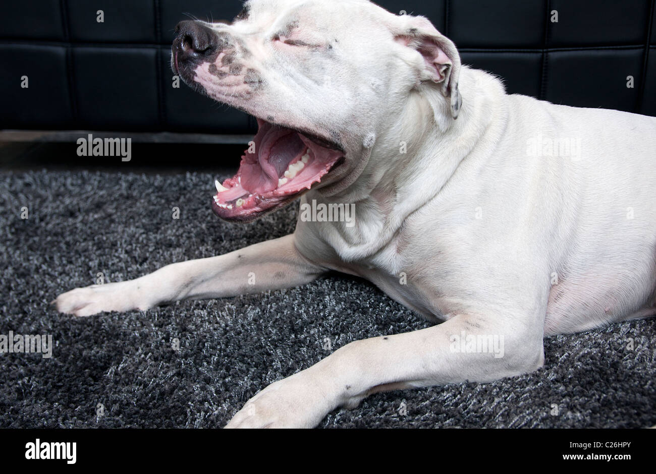 Old Tyme bulldog yawning Stock Photo