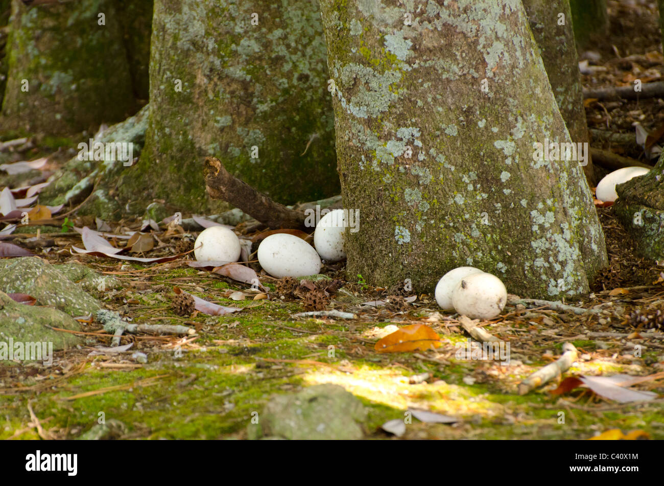 Large Goose Eggs Stock Photo