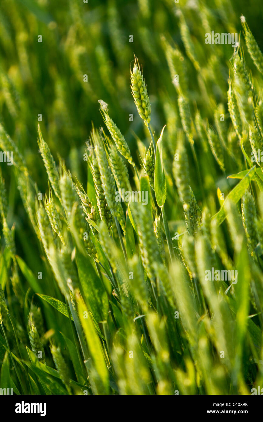 wheat field Stock Photo