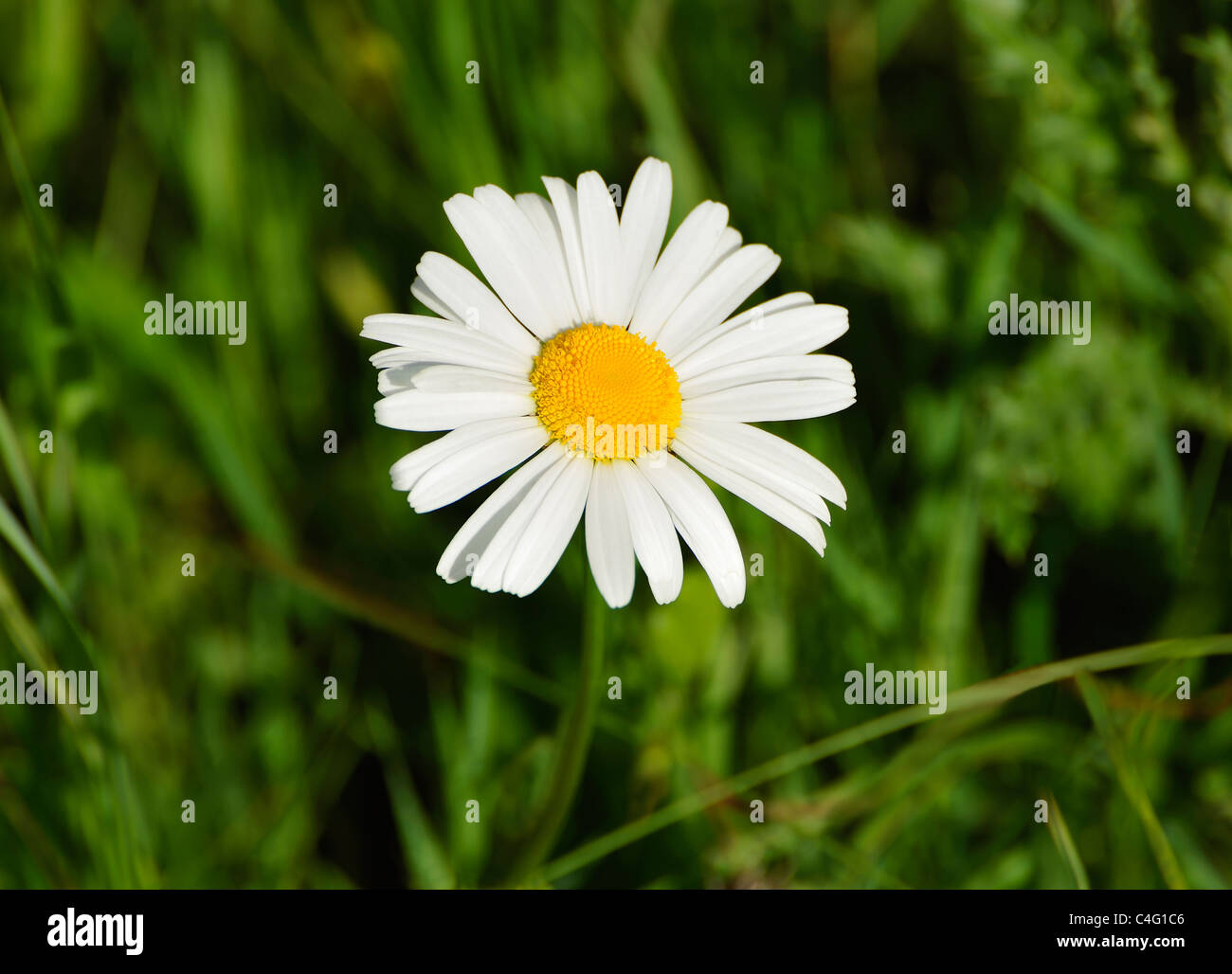 WILD DAISY Stock Photo