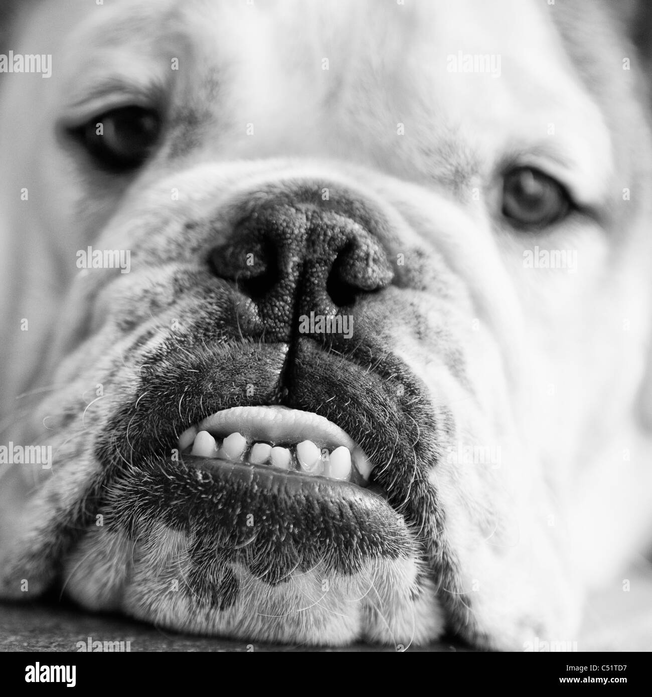 english bulldog in close up. Stock Photo