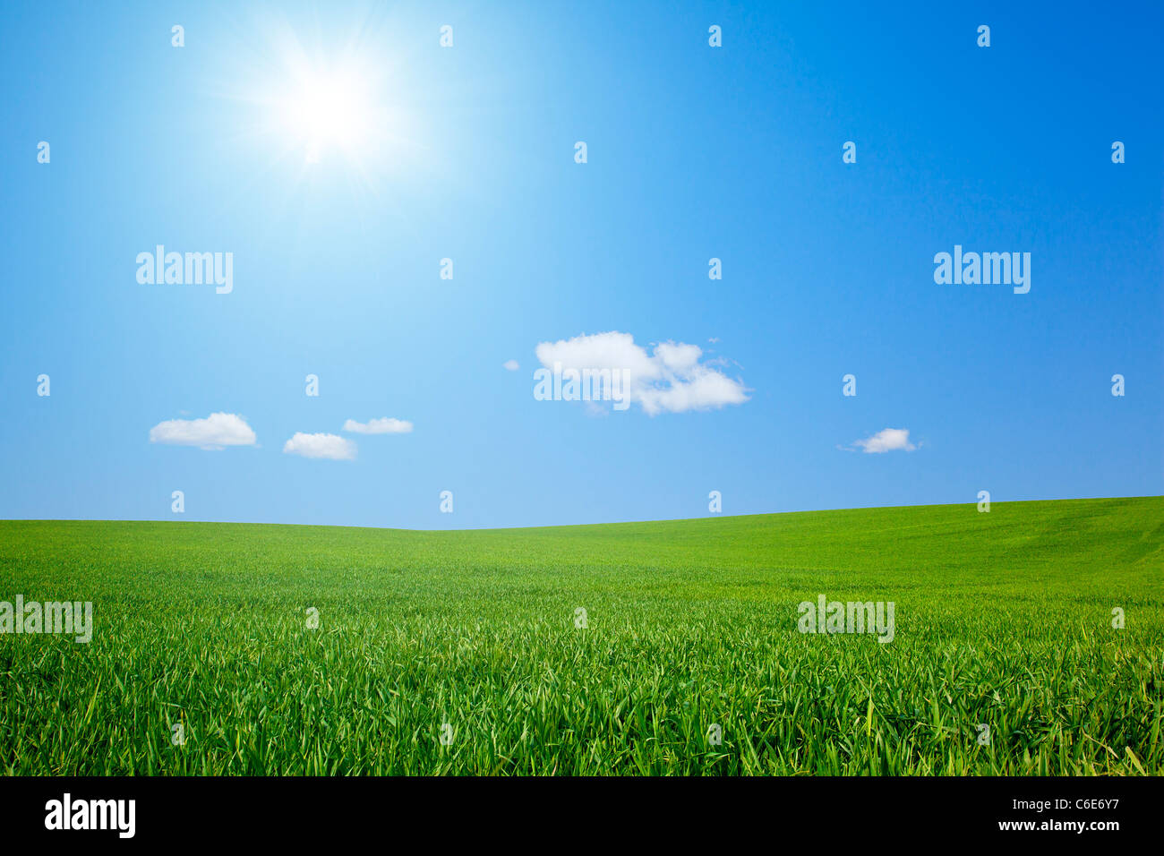 Field with Sun Stock Photo