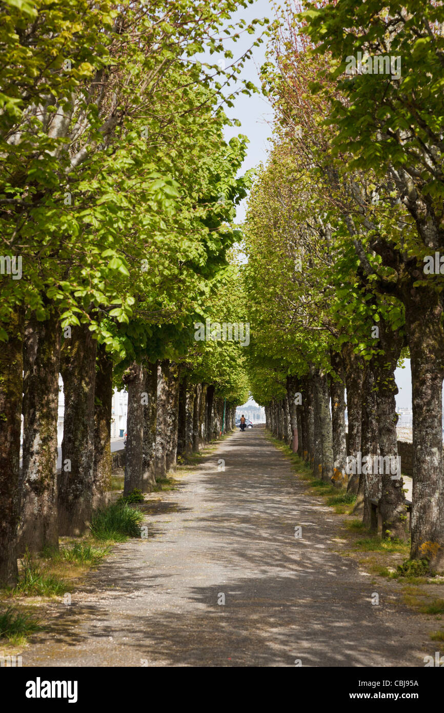 Tree lined avenue, France Stock Photo