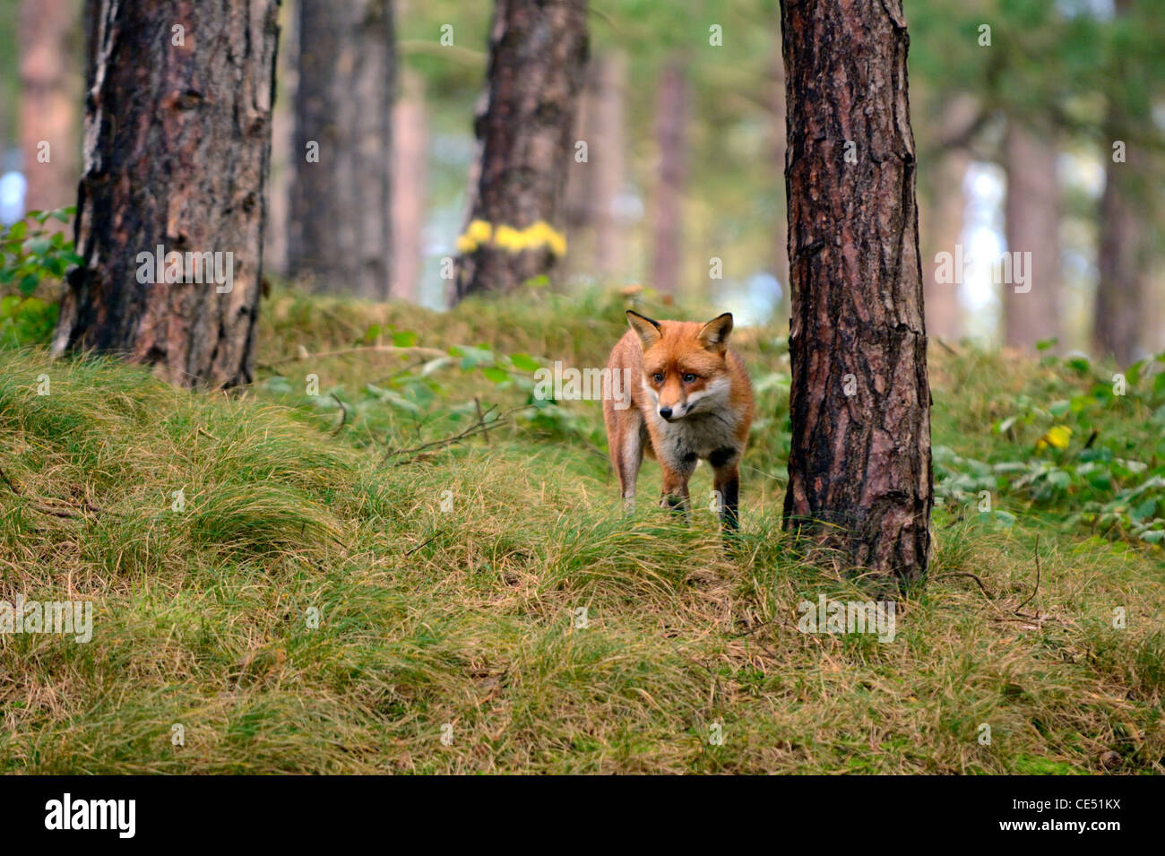 Red fox (Vulpes vulpes) Stock Photo