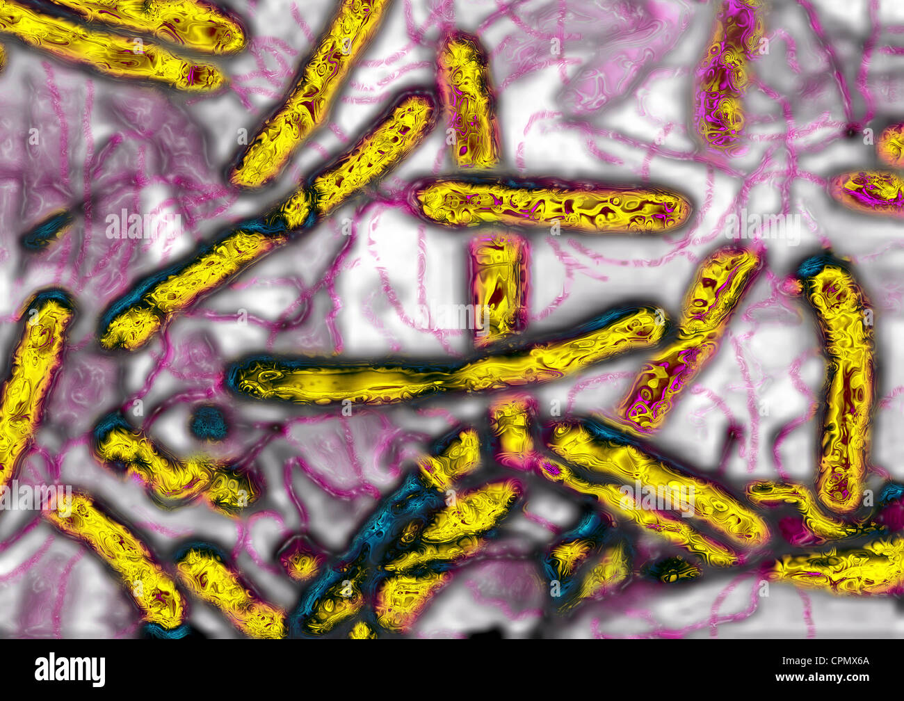 Patriotisch Lieferung Belastung helicobacter pylori microscopio ...