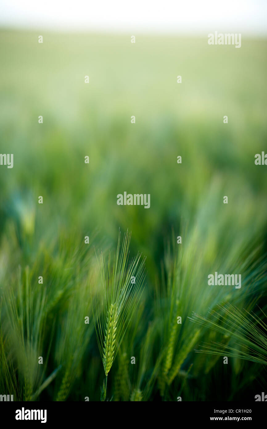 Barley field Stock Photo