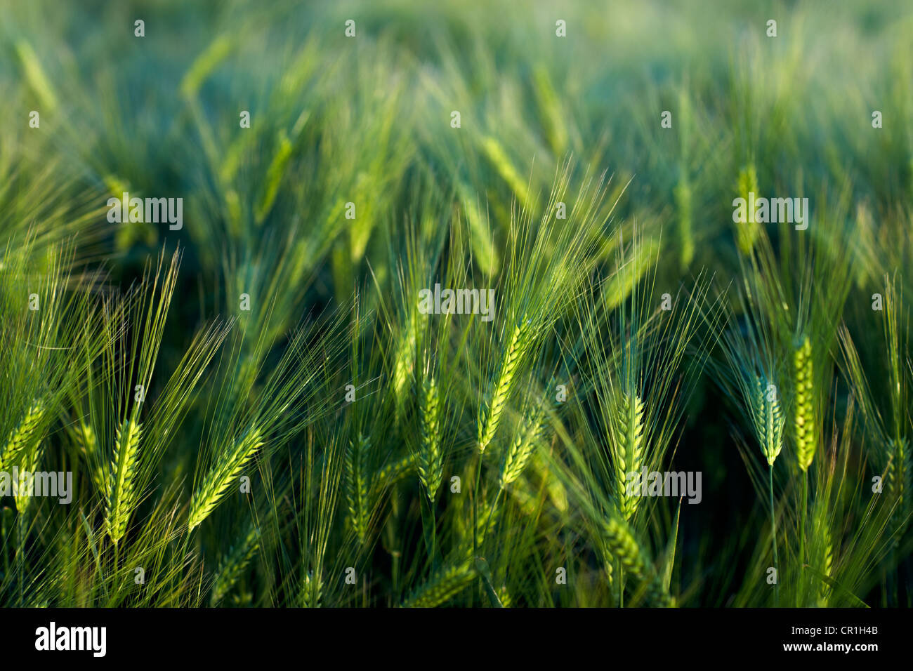 Barley field Stock Photo