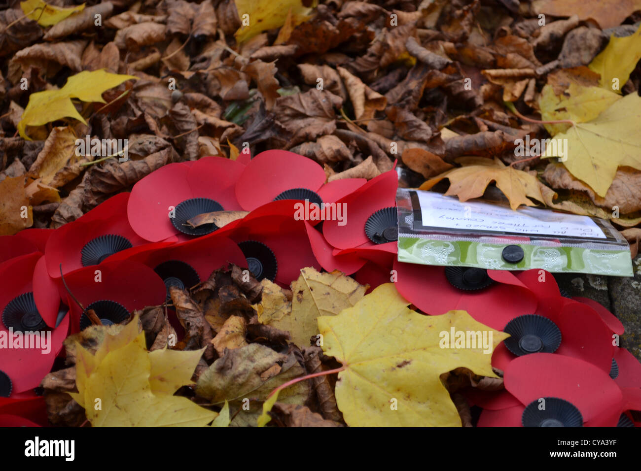 Remembrance day poppies Stock Photo - Alamy