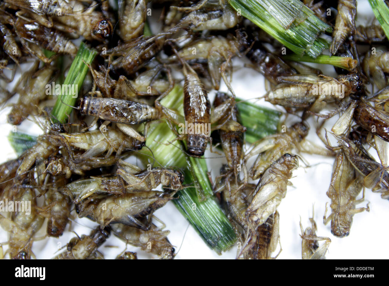 fried crickets , Jing Leed tod Stock Photo