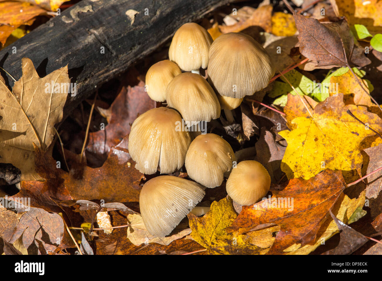 Inky cap mushrooms Stock Photo