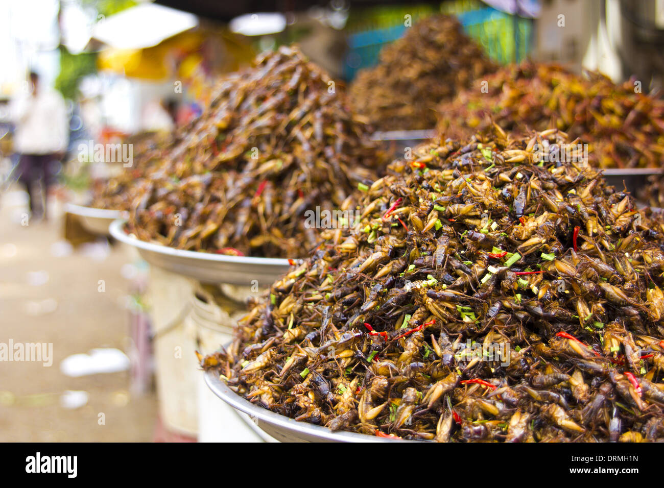 notorious bug eating of asia Stock Photo