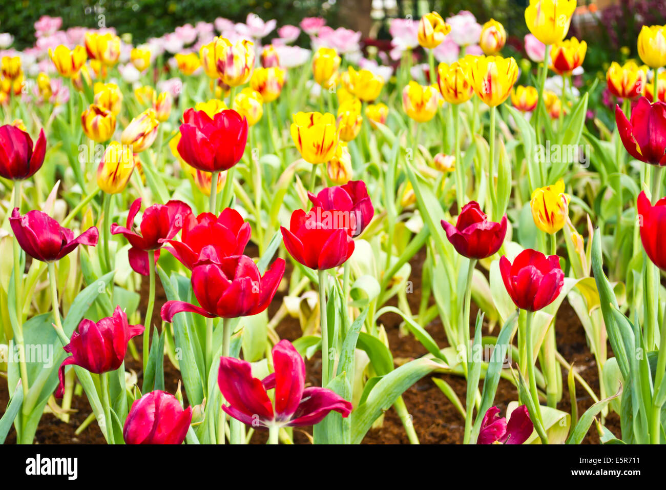 Tulips in the garden Stock Photo