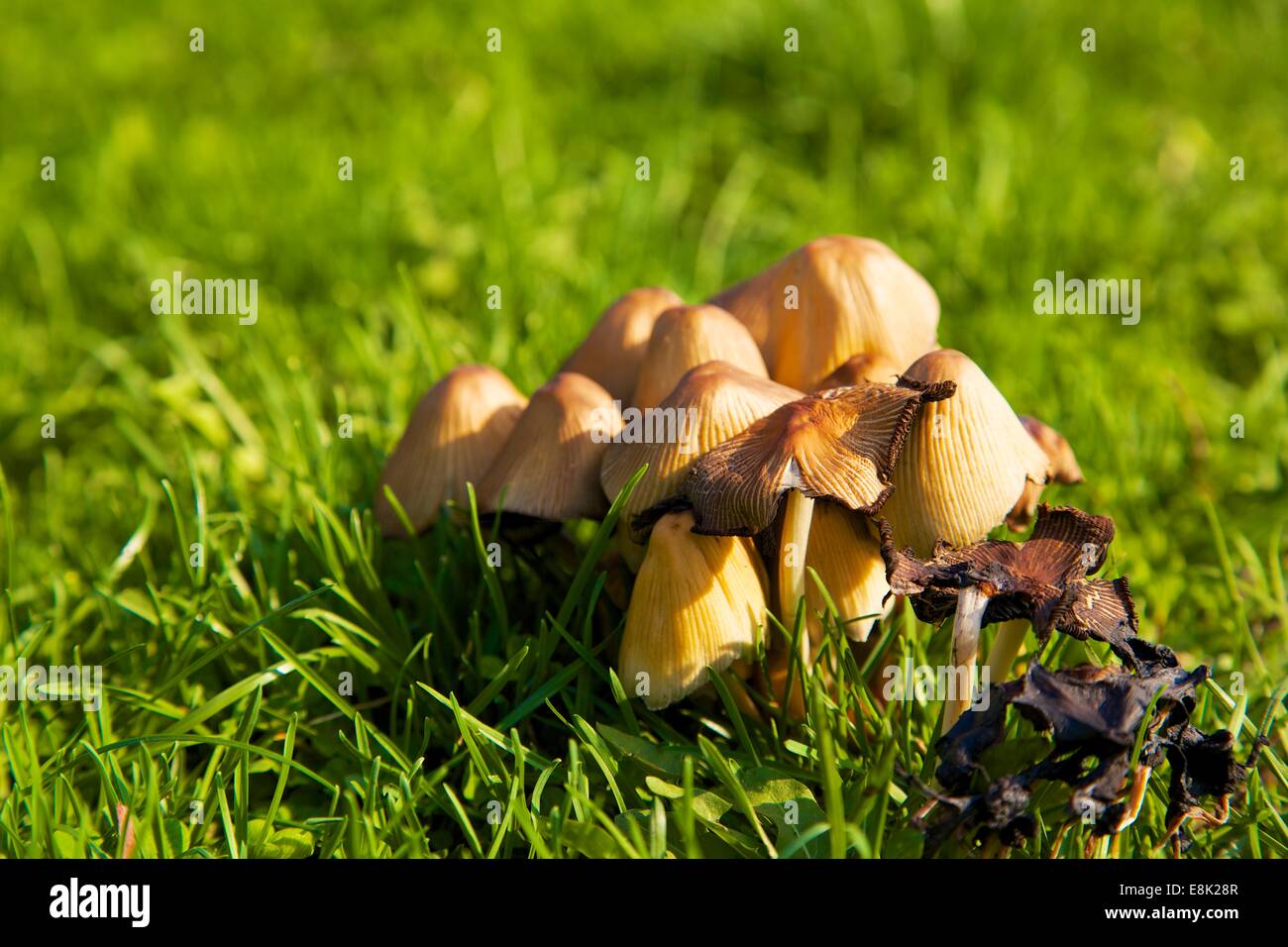 Inky cap mushrooms Stock Photo