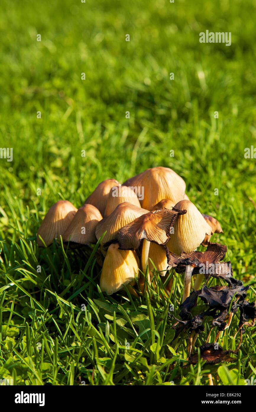 Inky cap mushrooms Stock Photo