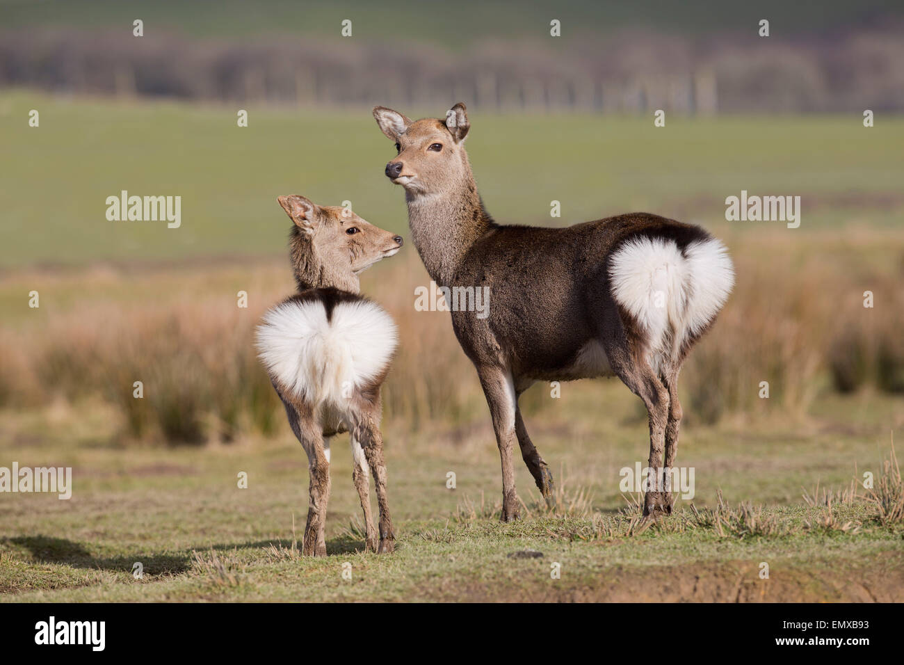 Sika Deer; Cervus nippon UK Stock Photo