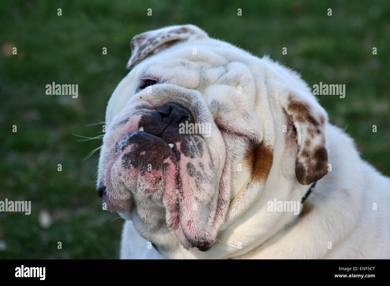 Winking Bulldog Portrait Stock Photo