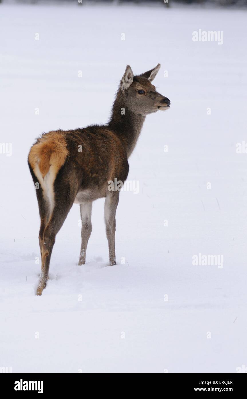 red deer Stock Photo