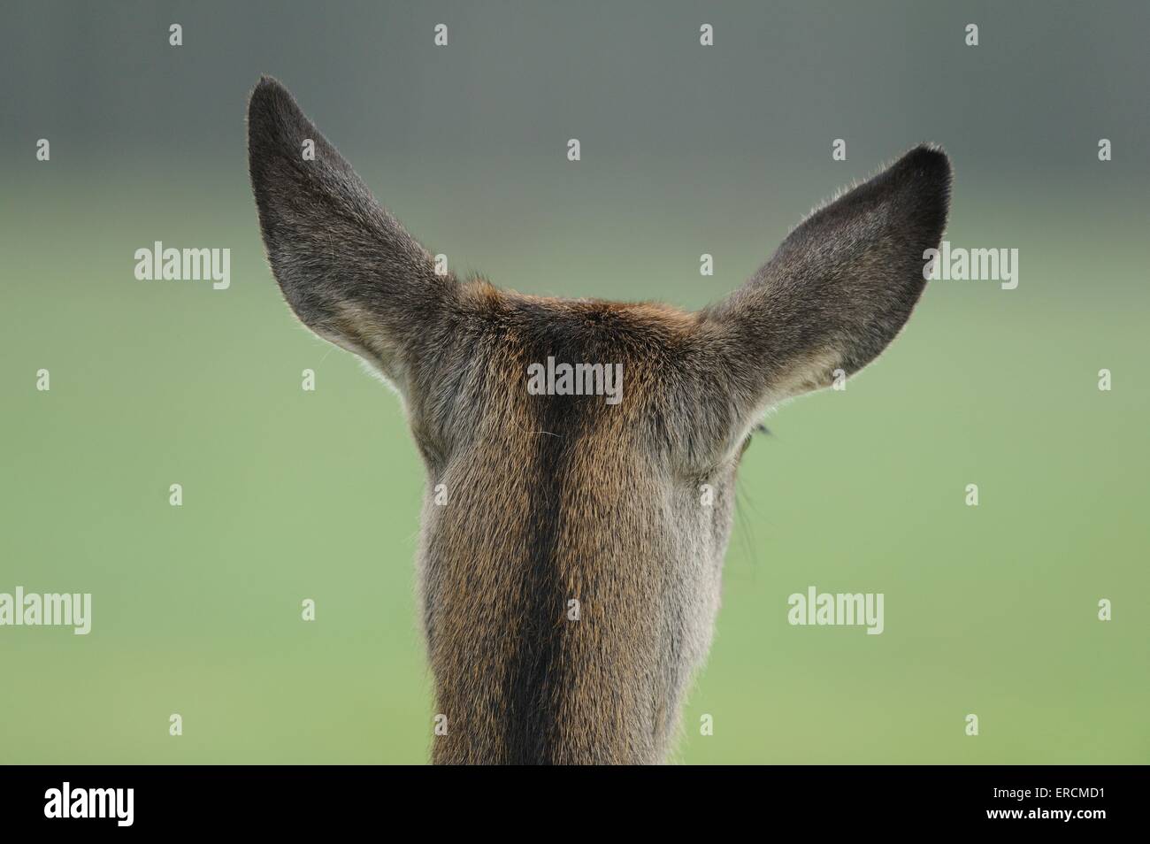 red deer Stock Photo