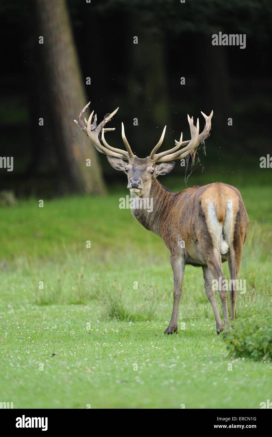 red deer Stock Photo