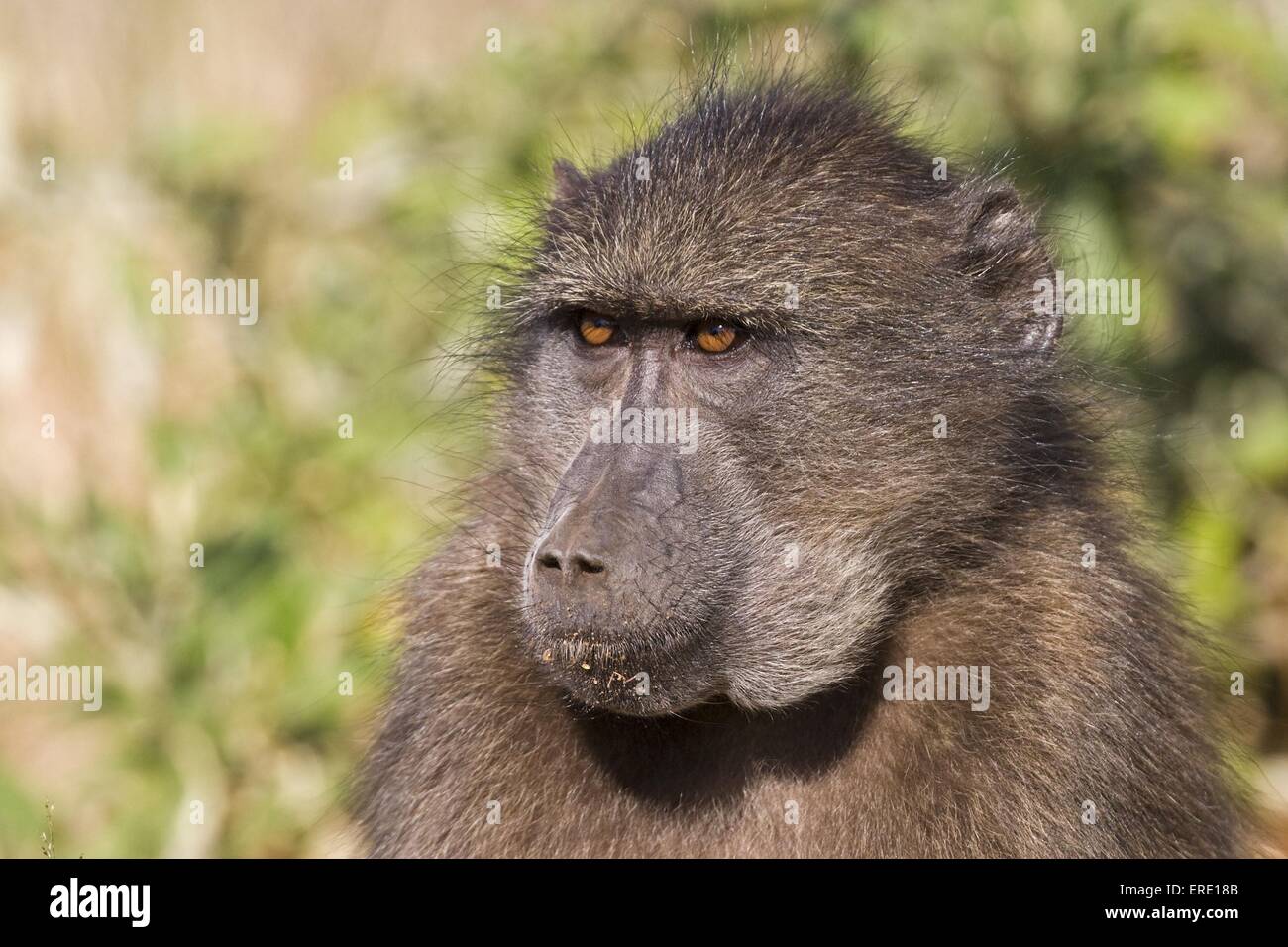 yellow baboon portrait Stock Photo