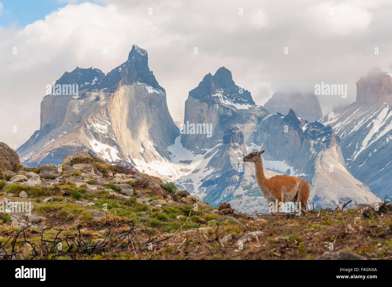 guanaco, mammals, animals Stock Photo