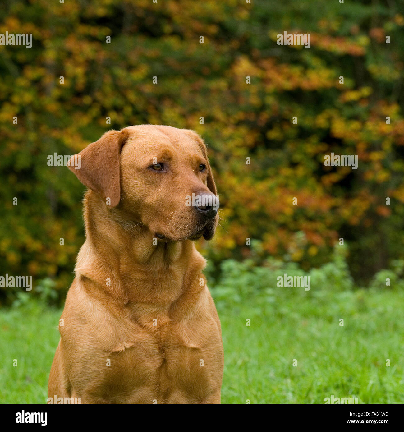 Fox red labrador Stock Photo