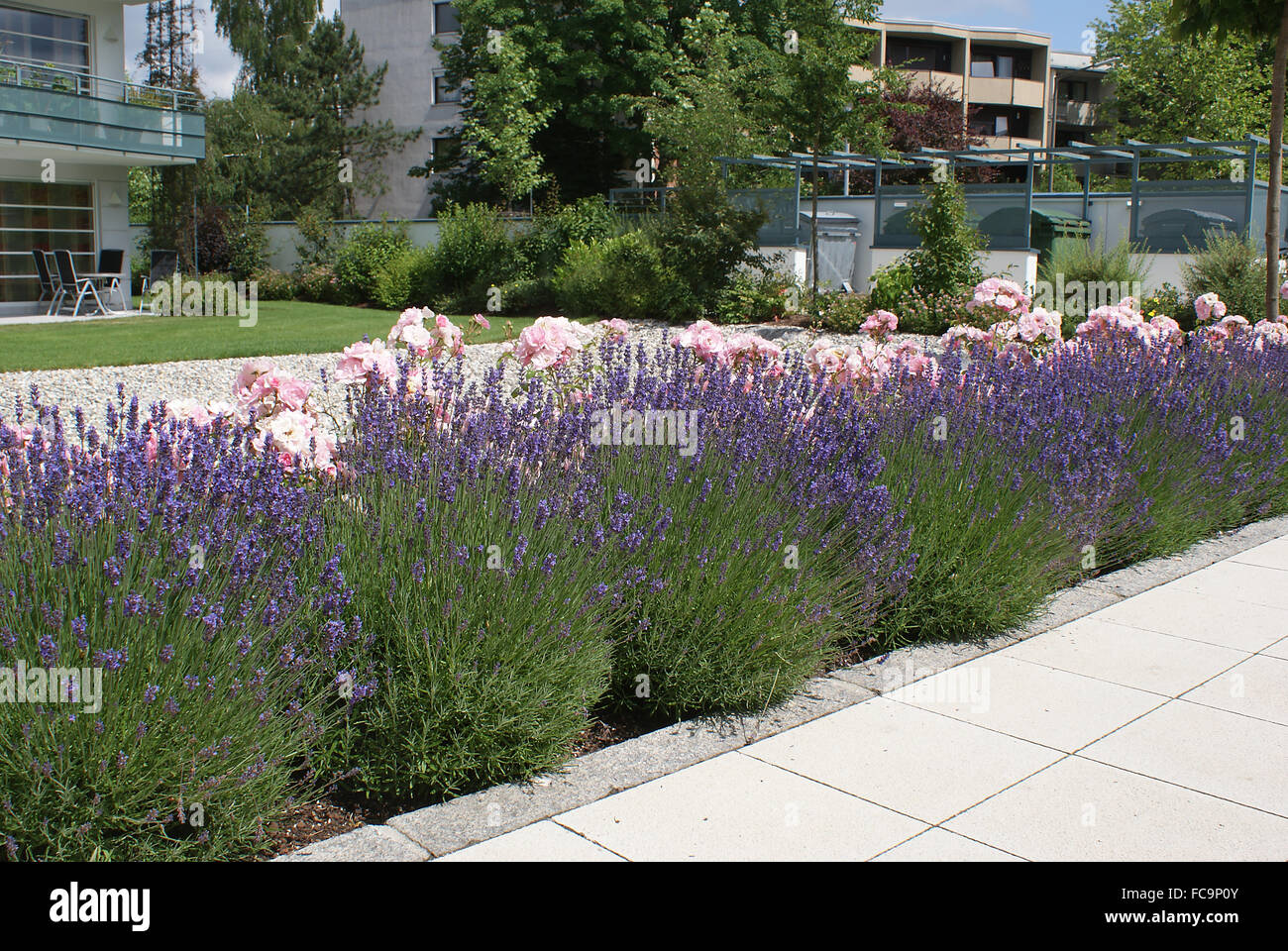 Lavender-hedge Stock Photo