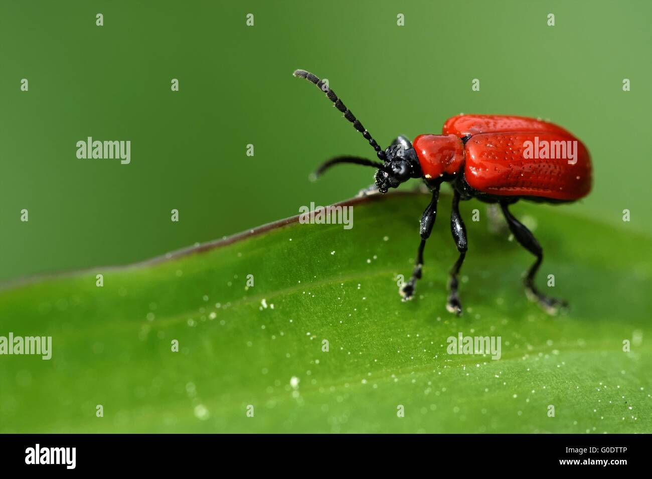 Scarlet lily beetle Stock Photo