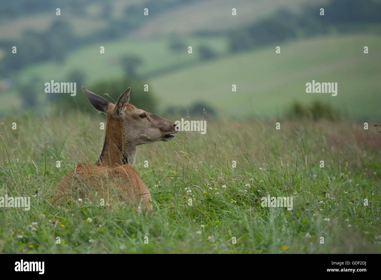 red deer hind Stock Photo