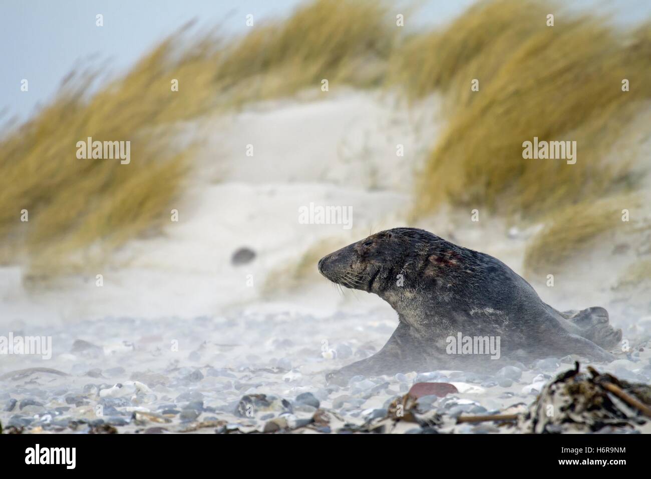 mammals Stock Photo