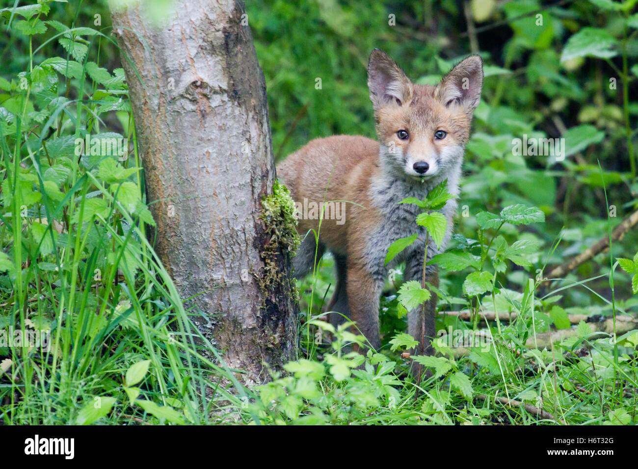 mammals Stock Photo