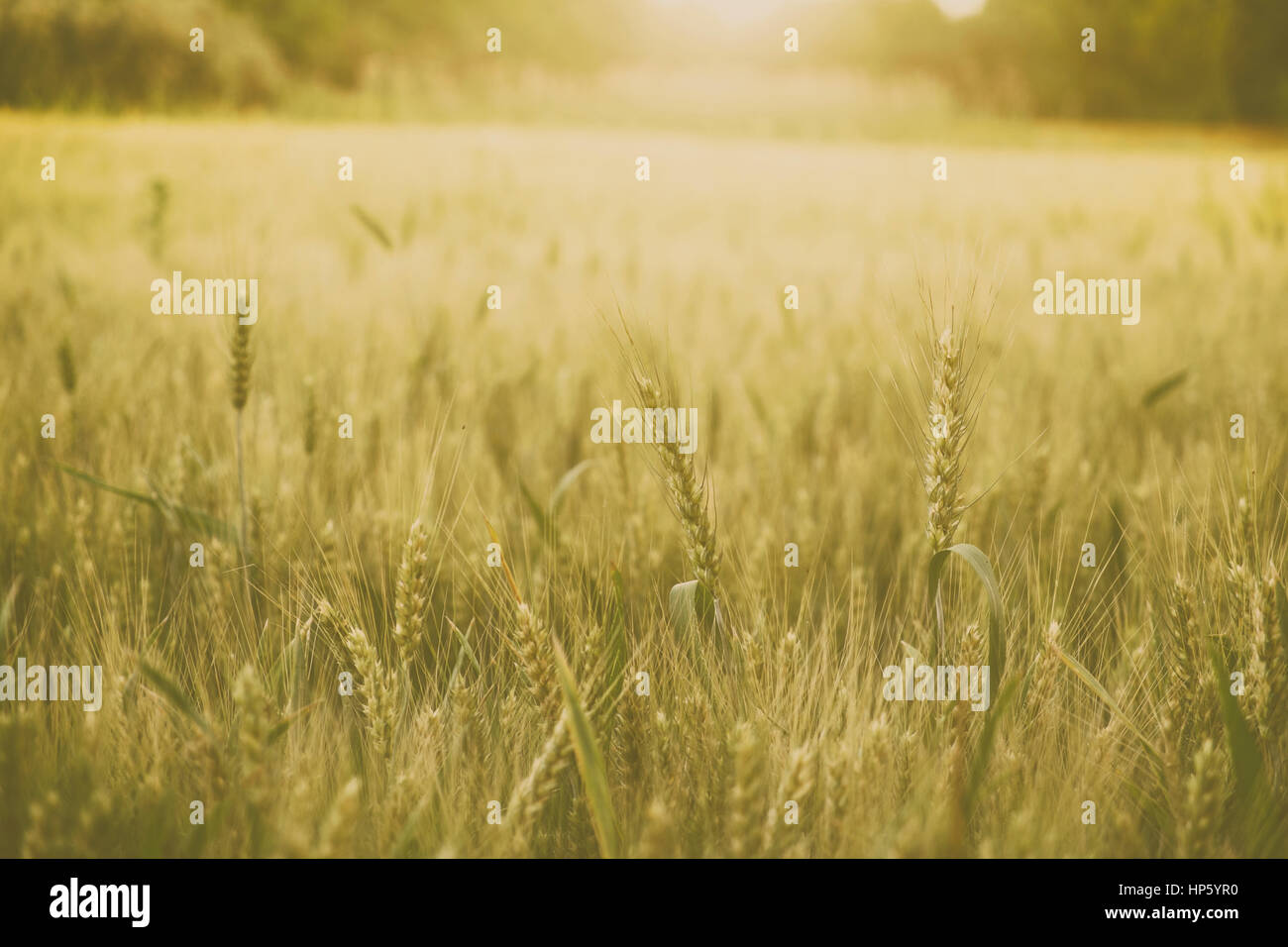 Wheat field Stock Photo