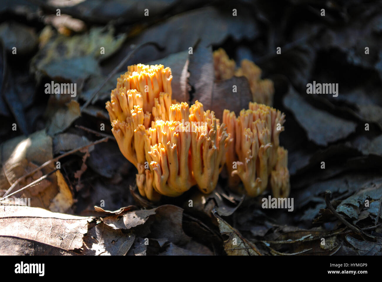 Orange Coral Mushroom Stock Photo