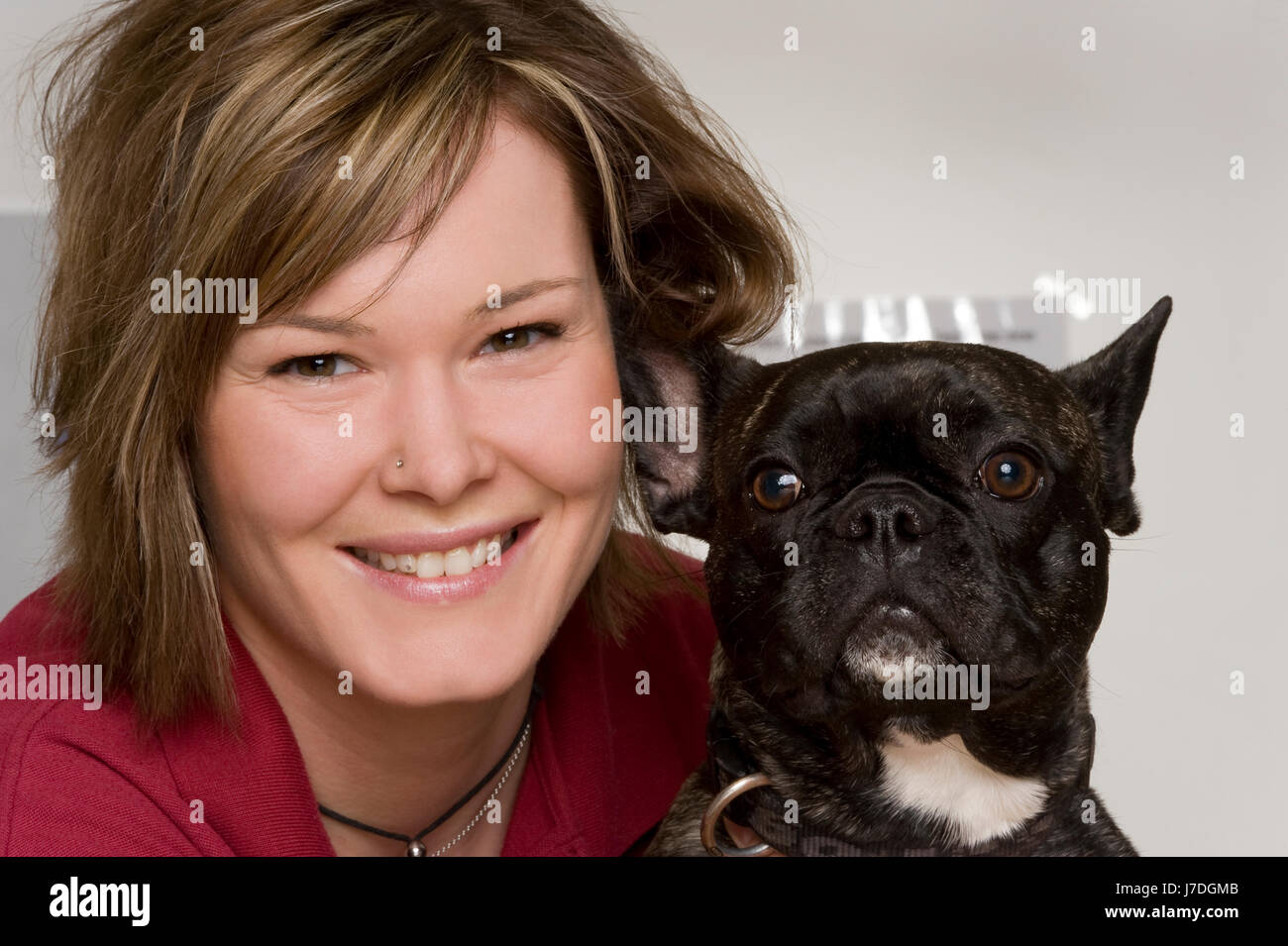 dog - french bulldog Stock Photo