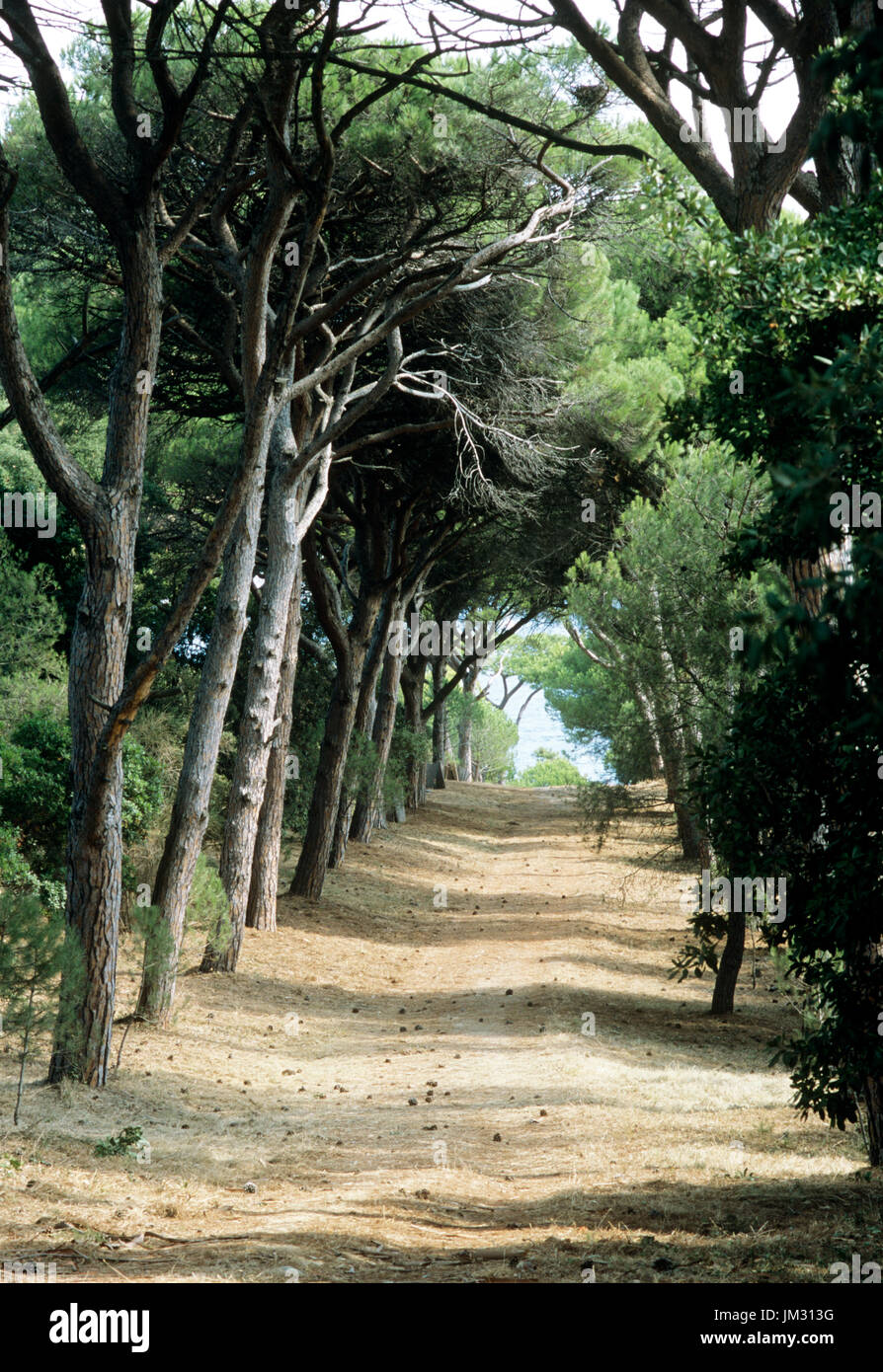 Tree lined driveway Stock Photo