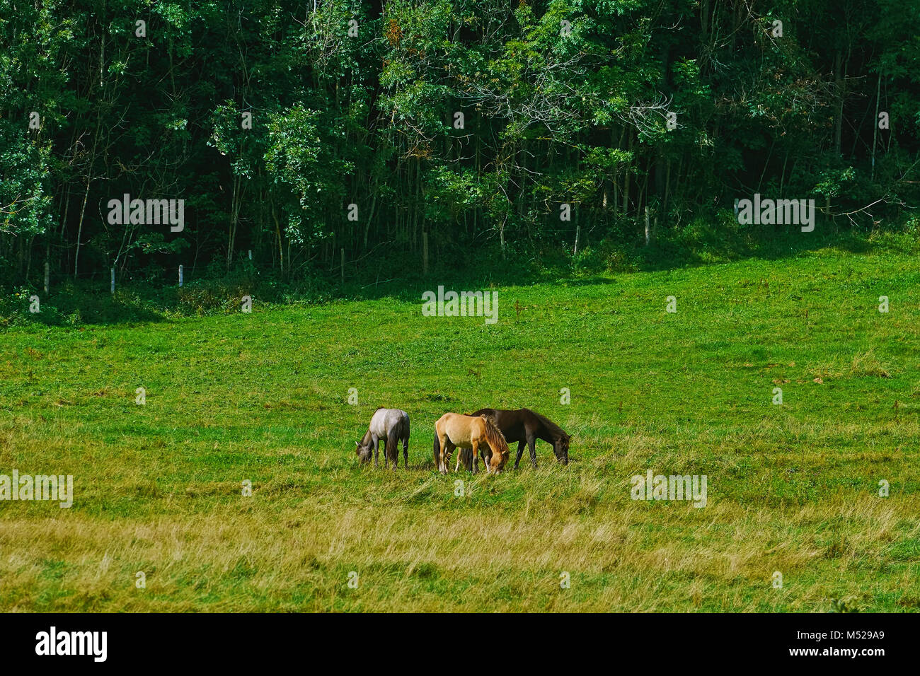 Horses in the Pasture Stock Photo