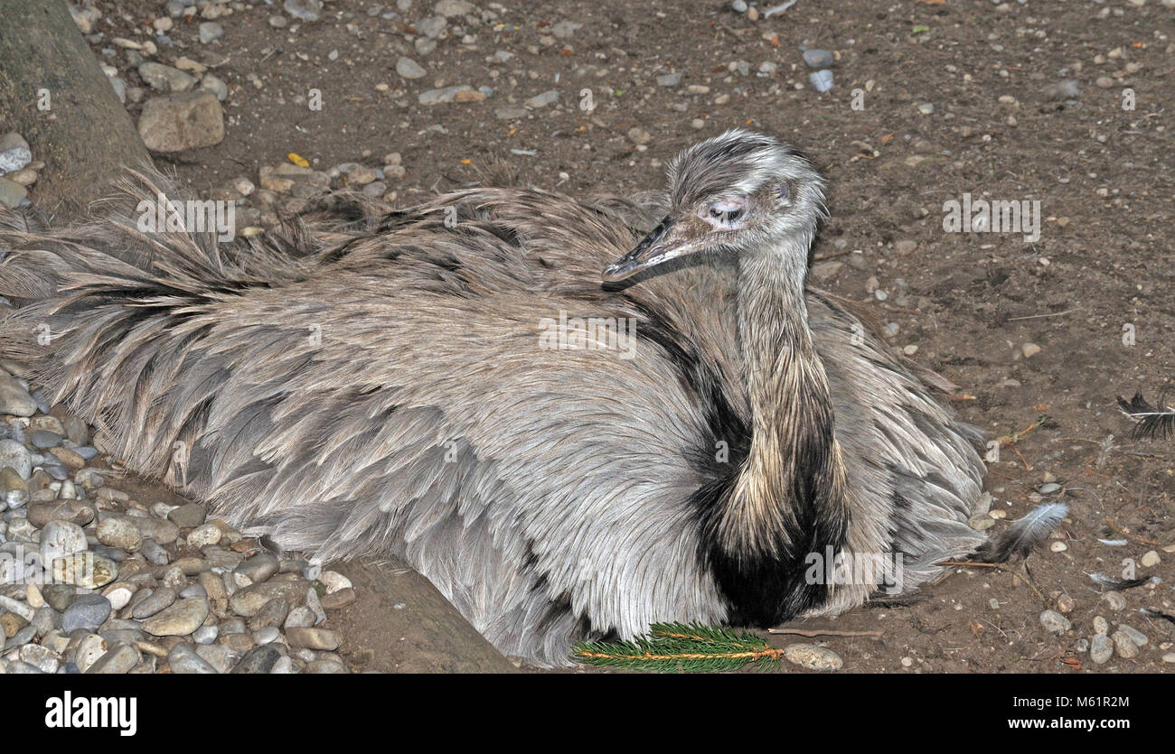 male rhea incubating eggs Stock Photo